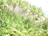 img0120.jpg