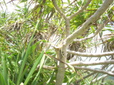 img0121.jpg