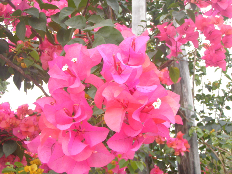 img0008.jpg