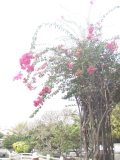 img0004.jpg