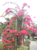 img0007.jpg