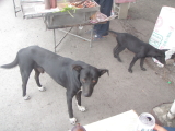 img0047.jpg