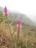 img0007.jpg