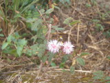 img0009.jpg