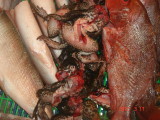 img0033.jpg