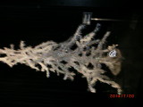 img0242.jpg