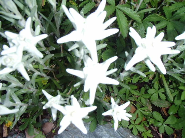 img0098.jpg