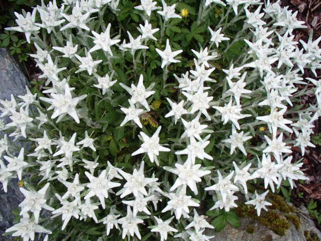 img0099.jpg