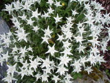 img0099.jpg