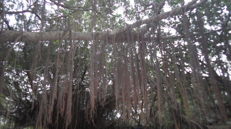 img0118.jpg