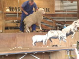 img0107.jpg