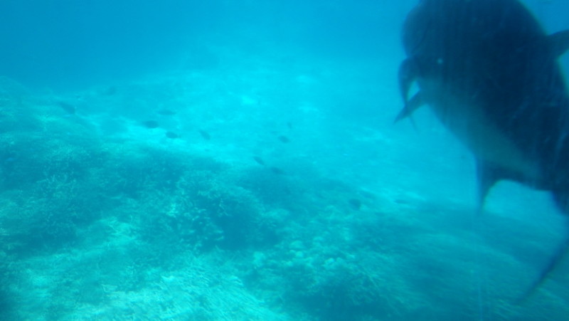 img0229.jpg