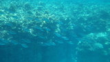 img0233.jpg