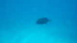 img0237.jpg