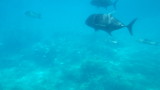 img0238.jpg