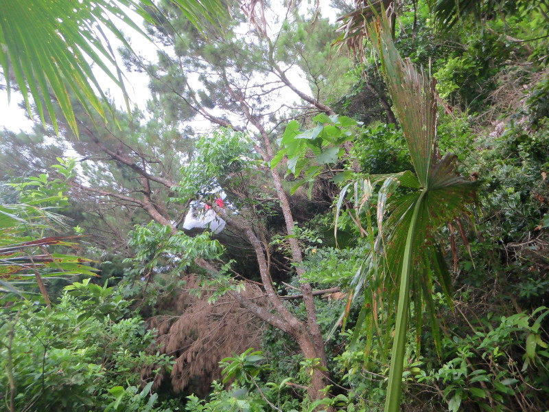 img0010.jpg
